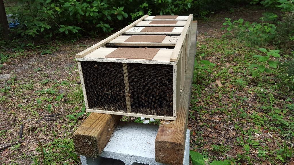 Colonies d'abeilles–Buckfast,Carnica,Ligustica,Abeille Noire, Animaux & Accessoires, Insectes & Araignées, Abeilles