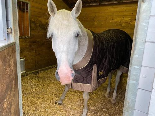 Halve stal gezocht, Dieren en Toebehoren, Paarden en Pony's | Hoofdstellen en Tuigage, Ophalen