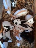 Vlinderkonijnen te koop, Dieren en Toebehoren, Konijnen, Meerdere dieren, Groot, 0 tot 2 jaar