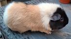 US Teddy beertje van Oktober 2024, Dieren en Toebehoren, Knaagdieren, Cavia, Mannelijk, Tam, Oktober