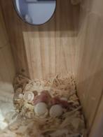 Grasparkiet, Dieren en Toebehoren, Vogels | Parkieten en Papegaaien, Meerdere dieren, Parkiet