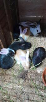 Jonge konijntjes, Dieren en Toebehoren
