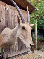 Eland antilope taxidermy mega grote hoorns schoudermodel, Verzamelen, Ophalen, Gebruikt, Wild dier