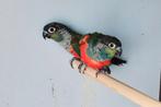 Couple conures perlata, Femelle