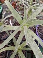 agave bracteosa, Enlèvement