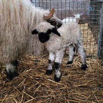 Walliser schapen  beschikbaar voor biedingen