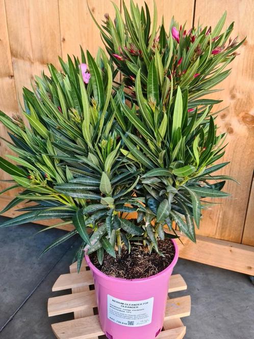 Nerium Oleander, Jardin & Terrasse, Plantes | Jardin, Enlèvement
