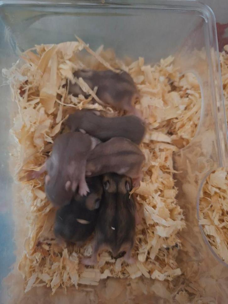 Jeunes hamsters nains russes à vendre, Animaux & Accessoires, Rongeurs, Plusieurs animaux, Hamster, Janvier, Domestique
