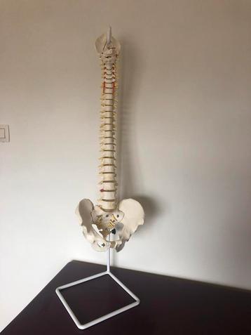Anatomisch skelet., Enlèvement