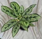Aglaonema Silver Queen plant, Overige soorten, Minder dan 100 cm, Ophalen of Verzenden, Groene kamerplant
