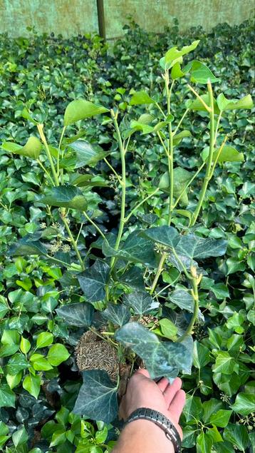 Hedera arborescens struikklimop planten in potgekweekt 