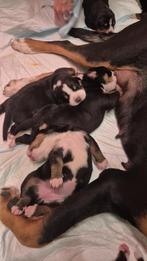 Prachtige pups van de Grote Zwitserse Sennenhond, Dieren en Toebehoren, België, Fokker | Hobbymatig, Overige rassen, 8 tot 15 weken