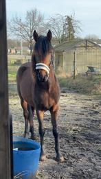 Zeer brave 2 jarige hengst, Dieren en Toebehoren, Hengst, M