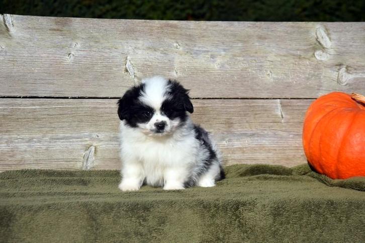 Prachtig Boomer pupje, Dieren en Toebehoren, Honden | Niet-rashonden, Klein, Reu, Fokker | Professioneel, Meerdere, België, 8 tot 15 weken
