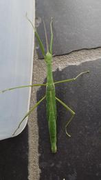 Verschillende soorten wandelende takken, Dieren en Toebehoren, Wandelende tak