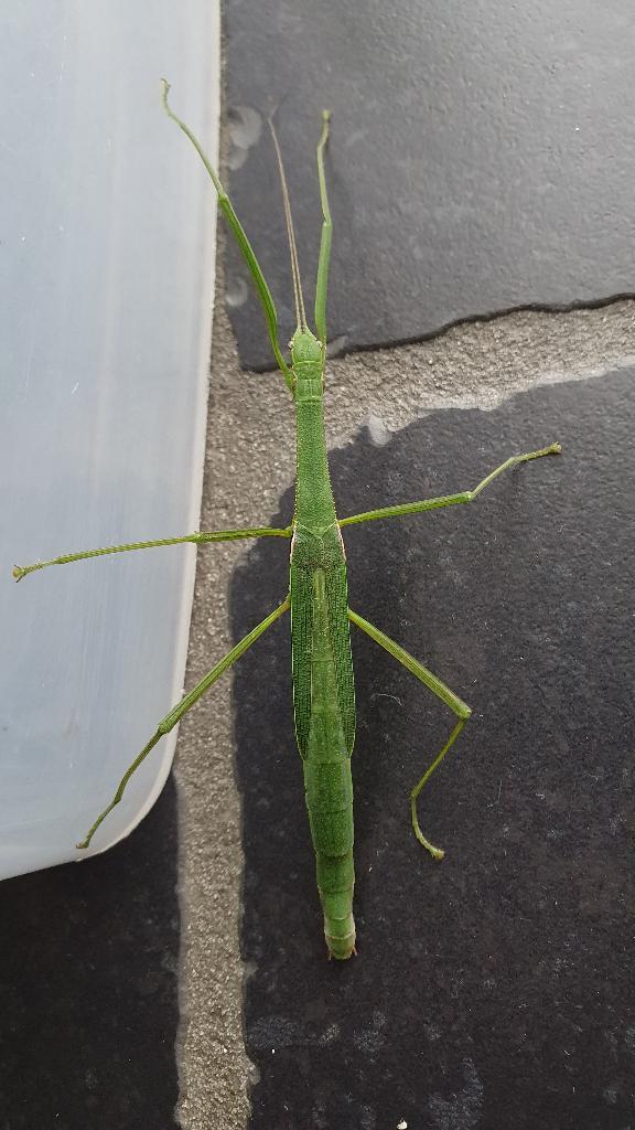 Verschillende soorten wandelende takken, Dieren en Toebehoren, Insecten en Spinnen, Wandelende tak