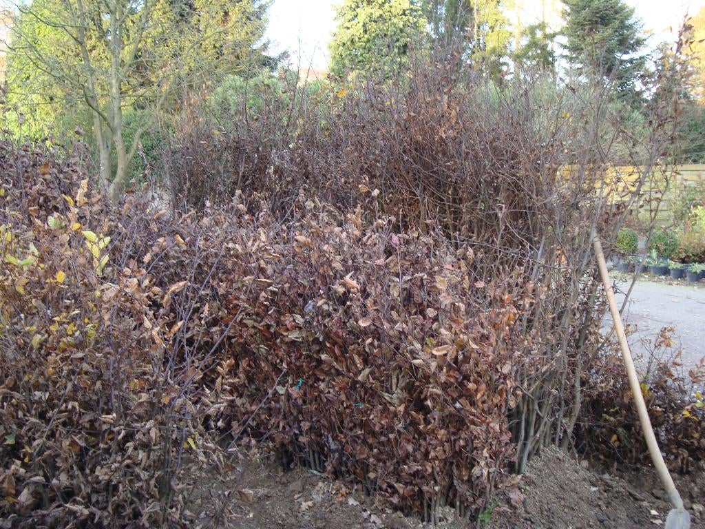 HAAGPLANTEN    HAAGBEUK  CARPINUS  BETULUS -10%, Ophalen, Haagbeuk, Haag, 100 tot 250 cm