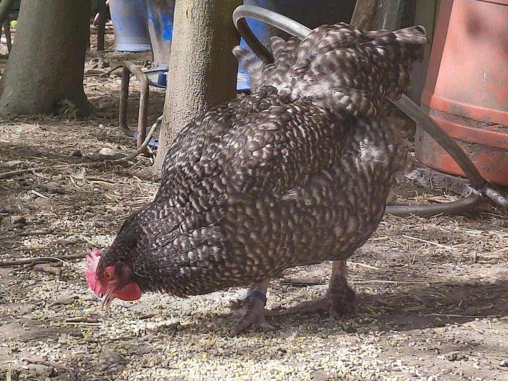 Mechelse koekoek hennen die al leggen