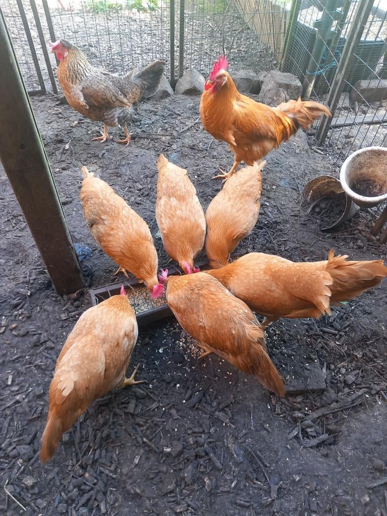 Broedeieren Leghorn Buff, Dieren en Toebehoren, Pluimvee