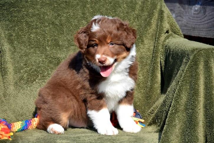 Prachtig Tricolor bruin Border Collie reutje, Dieren en Toebehoren, Honden | Herdershonden en Veedrijvers, Reu, Collie, Fokker | Professioneel