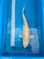 Logon crème 65-70 cm, Animaux & Accessoires