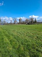 Weide te huur, Pâturage, 2 ou 3 chevaux ou poneys