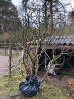 vijgenboom 2,25 m, Tuin en Terras, Planten | Fruitbomen, Ophalen, 100 tot 250 cm, Volle zon, Vijgenboom