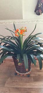 Clivia grote plant, Huis en Inrichting, Kamerplanten, Ophalen