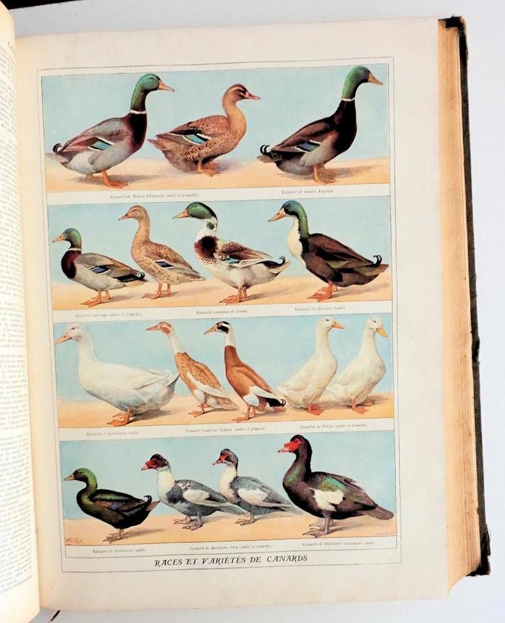 Dictionnaire Pratique de l’Agriculture moderne 1920 Sagnier, Antiek en Kunst, Antiek | Boeken en Manuscripten, Ophalen of Verzenden