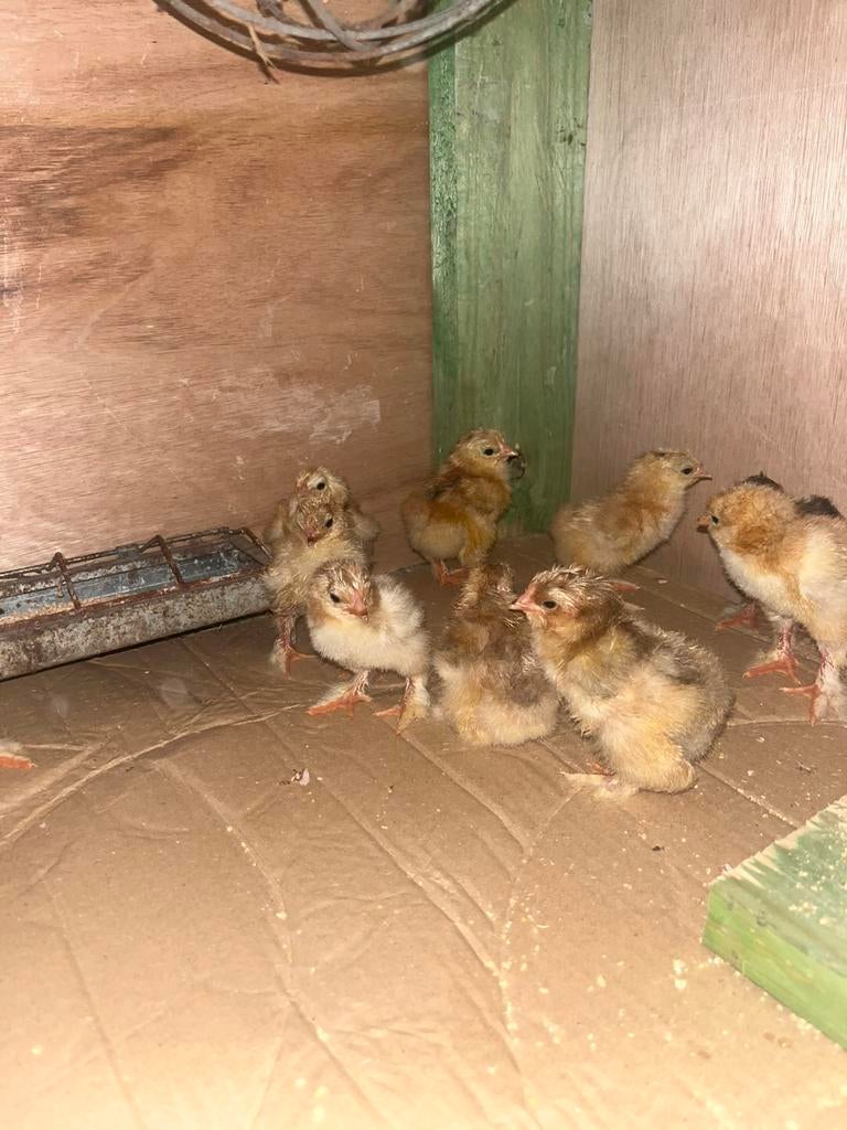 Brahma buff colombia, Dieren en Toebehoren, Pluimvee, Meerdere dieren, Kip