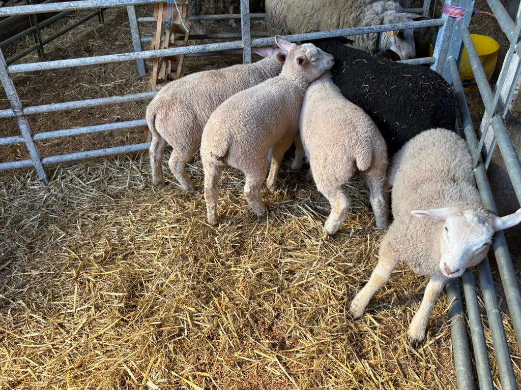 Agneaux à vendre, Animaux & Accessoires, Plusieurs animaux, Mouton, 0 à 2 ans