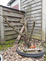 Meidoorn oud wit, Ophalen