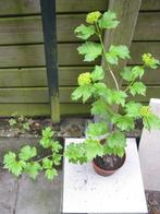 Petit plant de viorne "Boule de neige", Enlèvement, Autres espèces, Arbuste, 250 cm ou plus