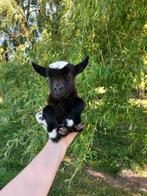 Chèvres miniature et toy, Animaux & Accessoires, Février, Plusieurs animaux