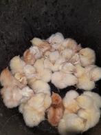 kuikens poule de bresse, Dieren en Toebehoren, Pluimvee