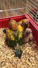Zonparkieten handtam, Dieren en Toebehoren, Meerdere dieren, Parkiet, Geringd