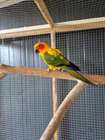 Conure soleil, Sexe inconnu, Perruche, Bagué