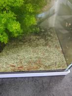 Garnalen, Dieren en Toebehoren, Kreeft, Krab of Garnaal, Zoetwatervis