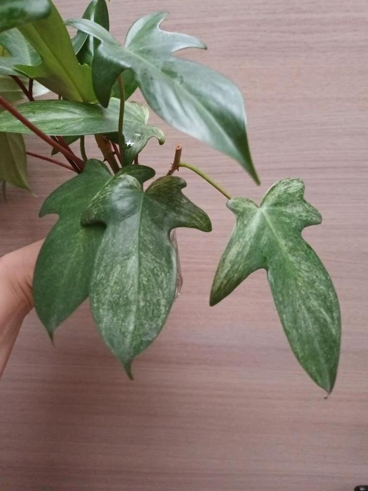 Philodendron florida ghost, Maison & Meubles, Plantes d'intérieur, Enlèvement ou Envoi