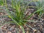 Carex Morrowii - € 0,5 / stuk, Tuin en Terras, Planten | Tuinplanten, Ophalen, Volle zon, Vaste plant, Siergrassen