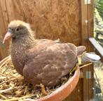 Nestkoppel choco Meulemans, Dieren en Toebehoren, Vogels | Duiven, Geslacht onbekend, Postduif