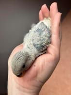 Jonge handtamme agapornis roseicollis (geringd), Dieren en Toebehoren, Geringd