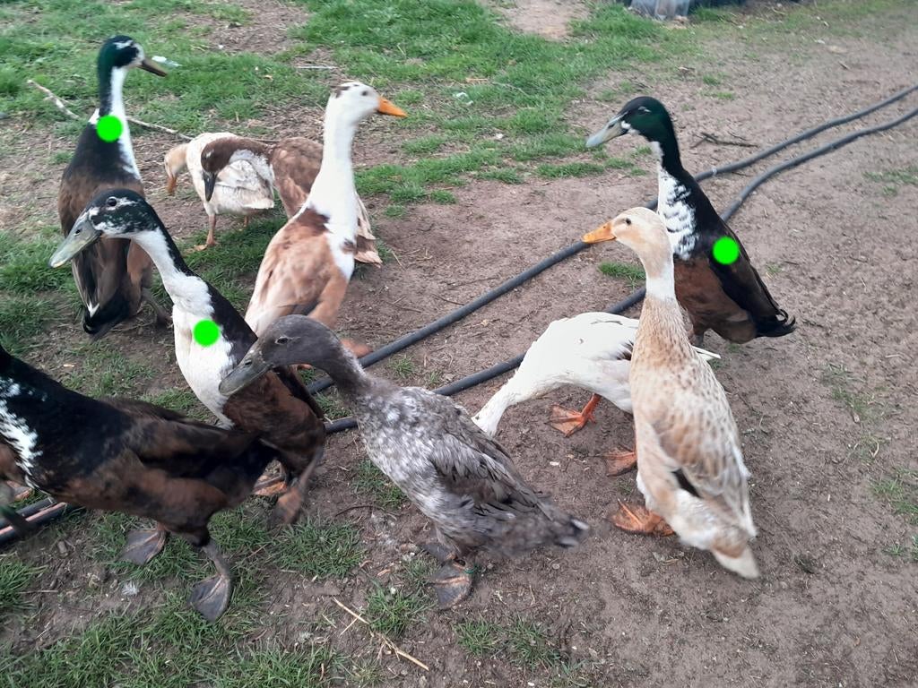 Indische loopeend, Dieren en Toebehoren, Pluimvee