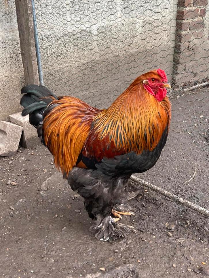Brahma haan, Animaux & Accessoires, Volatiles, Poule ou poulet, Mâle