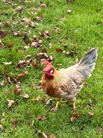 Leghorn, Dieren en Toebehoren