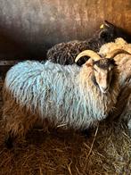 Moutons à vendre, Femelle, Mouton, 0 à 2 ans