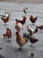 Gratis kippen en hanen, Dieren en Toebehoren, Pluimvee