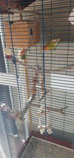 Connectez les pêcheries à la volière