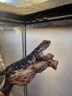 Jonge shinisaurus crocodilurus axanthic, Dieren en Toebehoren, Hagedis, 0 tot 2 jaar