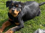 Rottweiler reu, Dieren en Toebehoren, Parvo, België, 15 weken tot 1 jaar, Reu